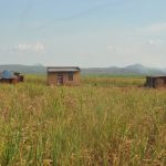concerns rise as unregistered farmers lease land in masindi