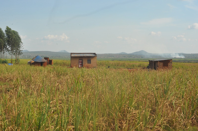 concerns rise as unregistered farmers lease land in masindi