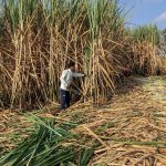 farmers demand stable sugarcane prices to avert industry crisis