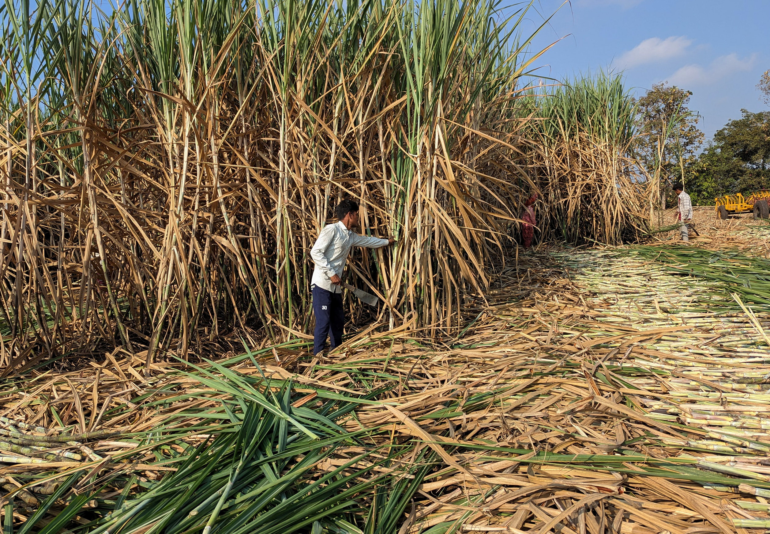 farmers demand stable sugarcane prices to avert industry crisis