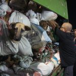 indonesian police intercept truck transporting over 200 dogs bound for slaughter