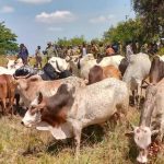 kaabong security forces recover cattle in successful operation