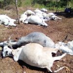 lightning strikes kills 6 cows and 12 sheep in kabale district