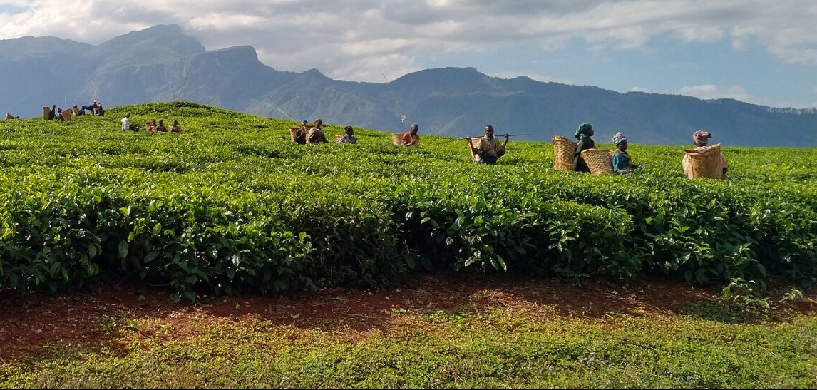 makerere university teams up for climate resilient tea production