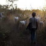 northern uganda continues removal of non compliant nomadic pastoralists