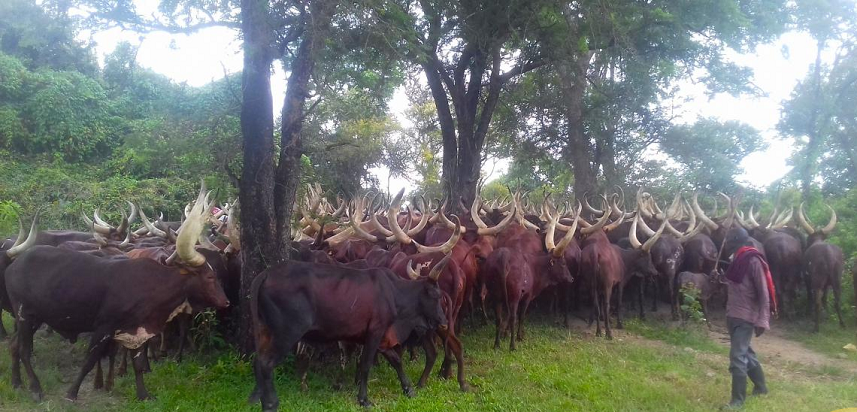 over 2000 illegal cattle evicted from amuru in two months