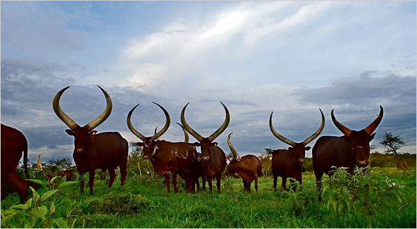 shift to exotic breeds threatens the existence of ankole longhorn cattle