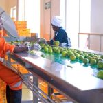 soroti fruit factory to resume mango processing