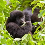 staff restructuring at uganda wildlife authority as investigations into gorilla permit fraud continue