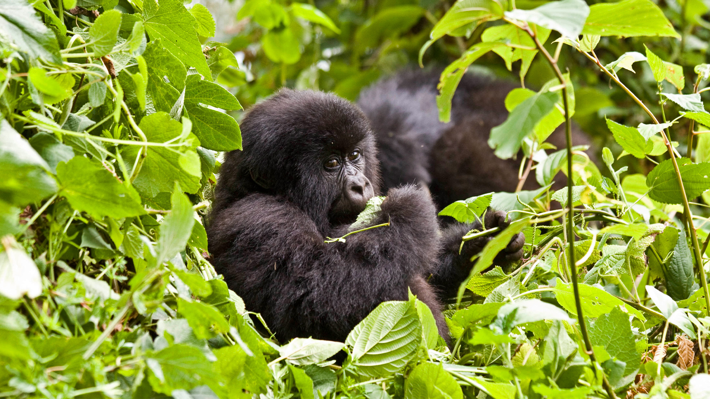 staff restructuring at uganda wildlife authority as investigations into gorilla permit fraud continue