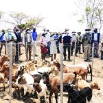 uganda launches goat improvement program to boost meat production