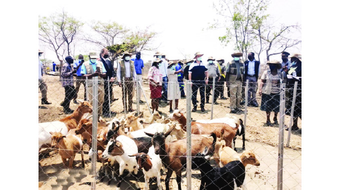 uganda launches goat improvement program to boost meat production