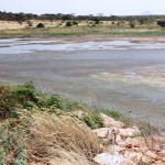 A section of Longoromit dam in Kaabong district which is at its drying stages (photo by Steven Ariong
