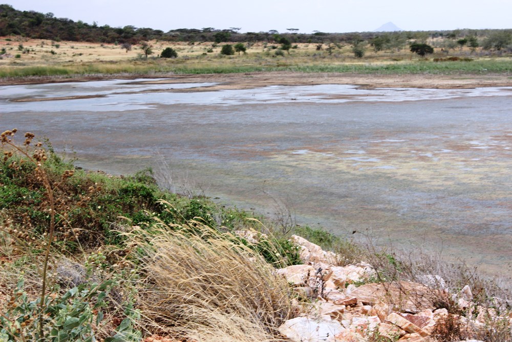 A section of Longoromit dam in Kaabong district which is at its drying stages (photo by Steven Ariong