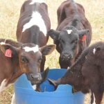 Cattle Uganda