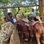 Government to Import 10 Million Vaccines to Control Cattle Disease