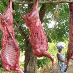 Guinea antelope foto