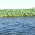 Lake Victoria Floating ISLANDS