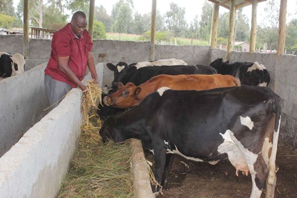 Minister Calls for Affordable Animal Feeds