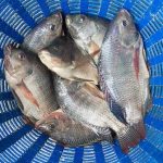 Nile Tilapia Plastic Pollution