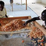 Women soarting out Guma Arabic which was harvested in Moroto gum arabic cooperative last month (photo by Steven Ariong)