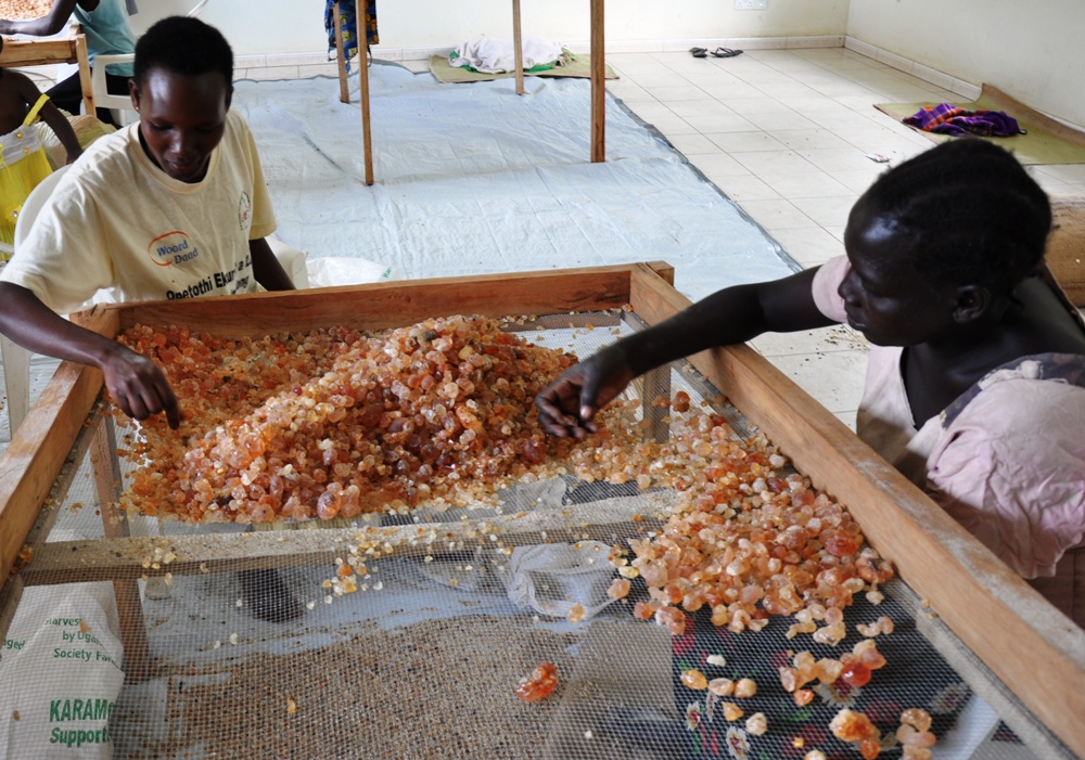 Gum Arabic Farmers Appeal to President Museveni Amidst Land Dispute