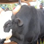 black quarter disease outbreak hits gulu district
