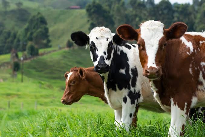 black quarter disease takes toll on cattle in terego district
