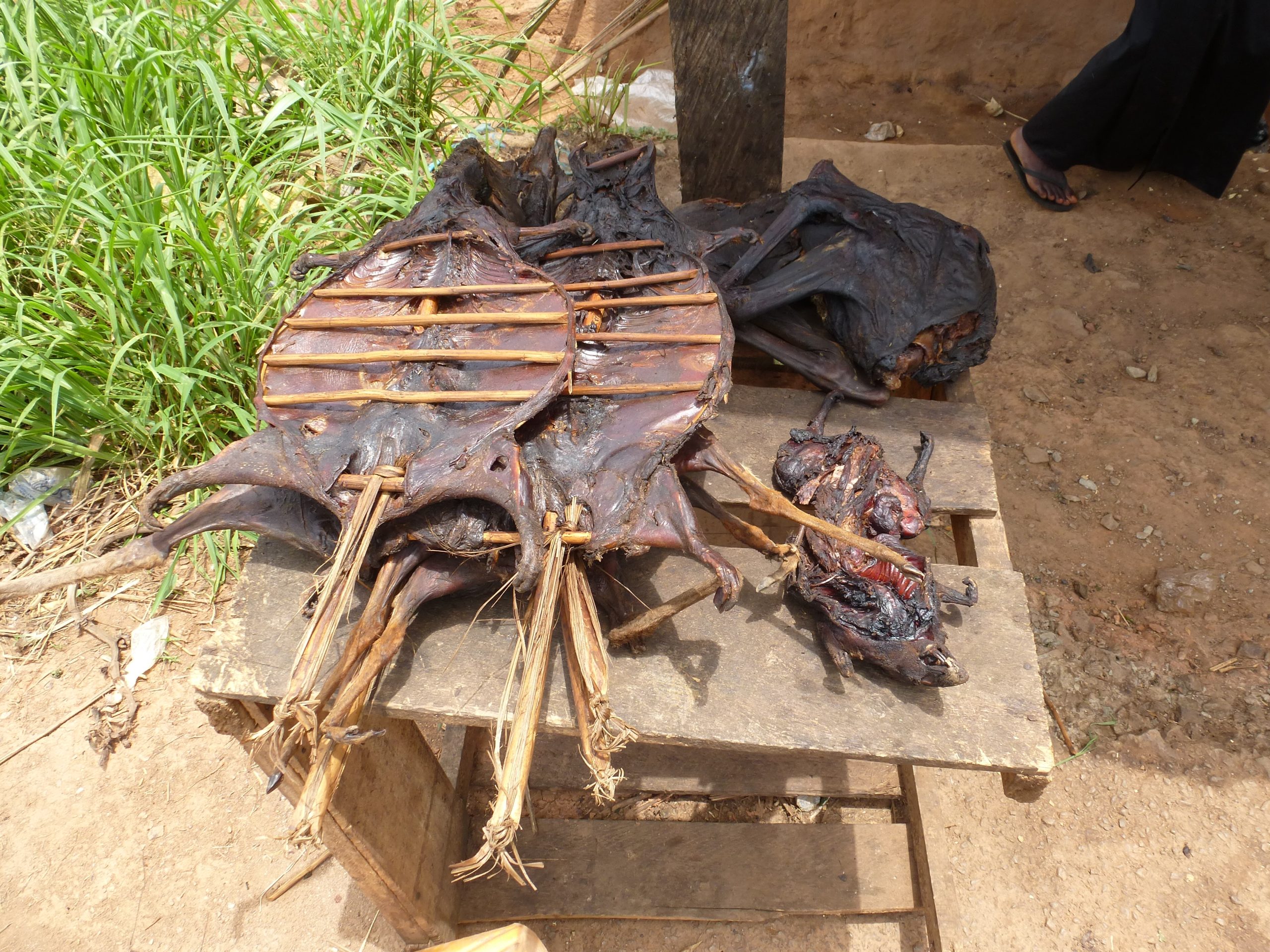 bush meat consumption threatens wildlife in west nile