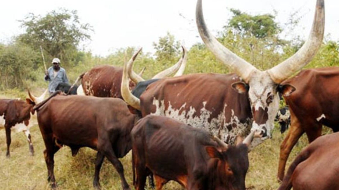 butcher attacks policeman enforcing animal quarantine in ibanda