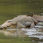 crocodile attack claims life of 16 year old in buvuma