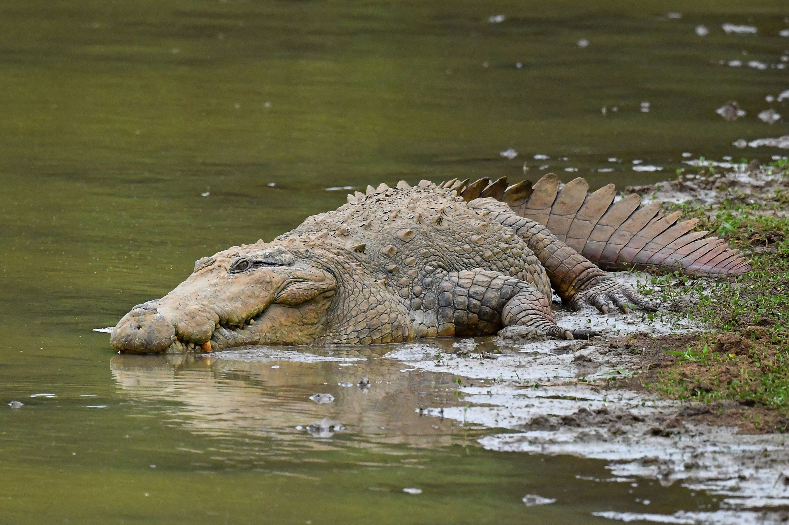 crocodile attack claims life of 16 year old in buvuma