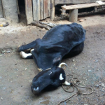 heartwater disease kills 10 cattle in kitgum