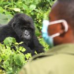 investigation launched into gorilla trekking permit scandal