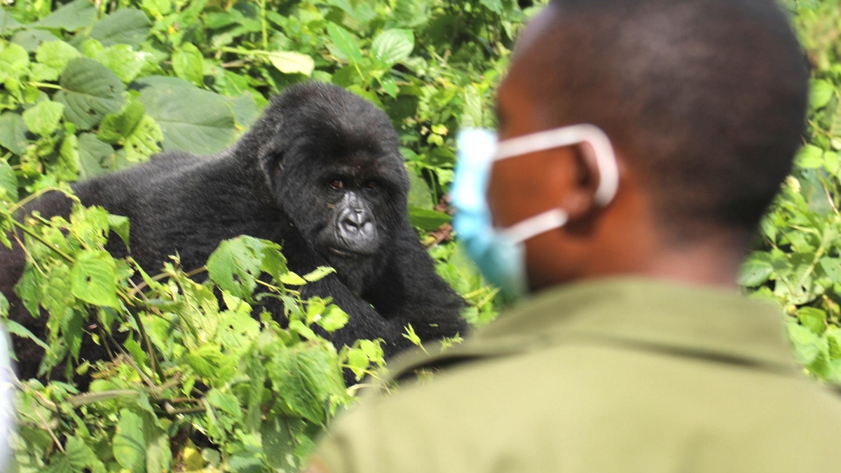 investigation launched into gorilla trekking permit scandal