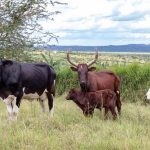 kiruhura implements night patrols in fmd fight