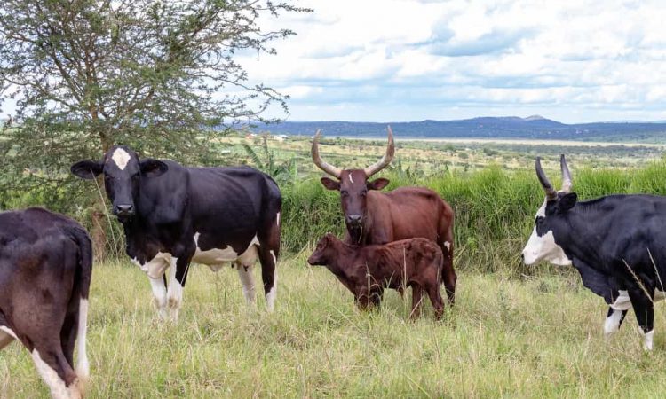 kiruhura implements night patrols in fmd fight