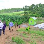 masaka farmers opt for coffee over vanilla