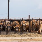 ministry plans talks with livestock market leaders on disease control