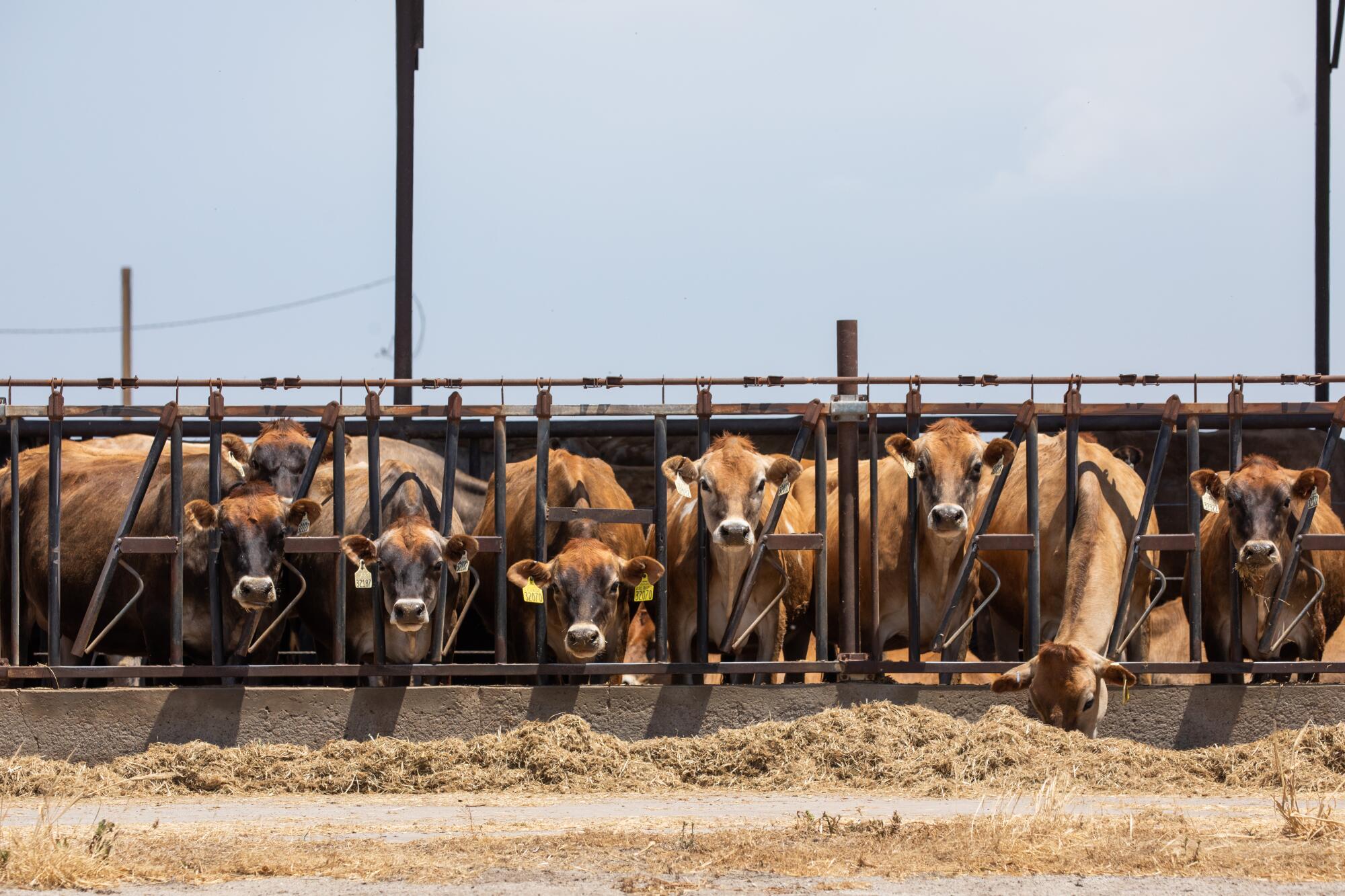 ministry plans talks with livestock market leaders on disease control