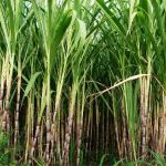 museveni advises against small scale sugar plantations