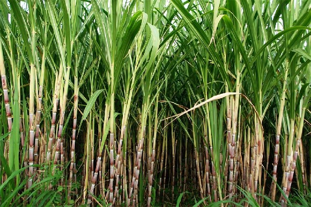 museveni advises against small scale sugar plantations