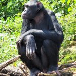 ngamba sanctuary contemplates vasectomy to manage chimpanzee population