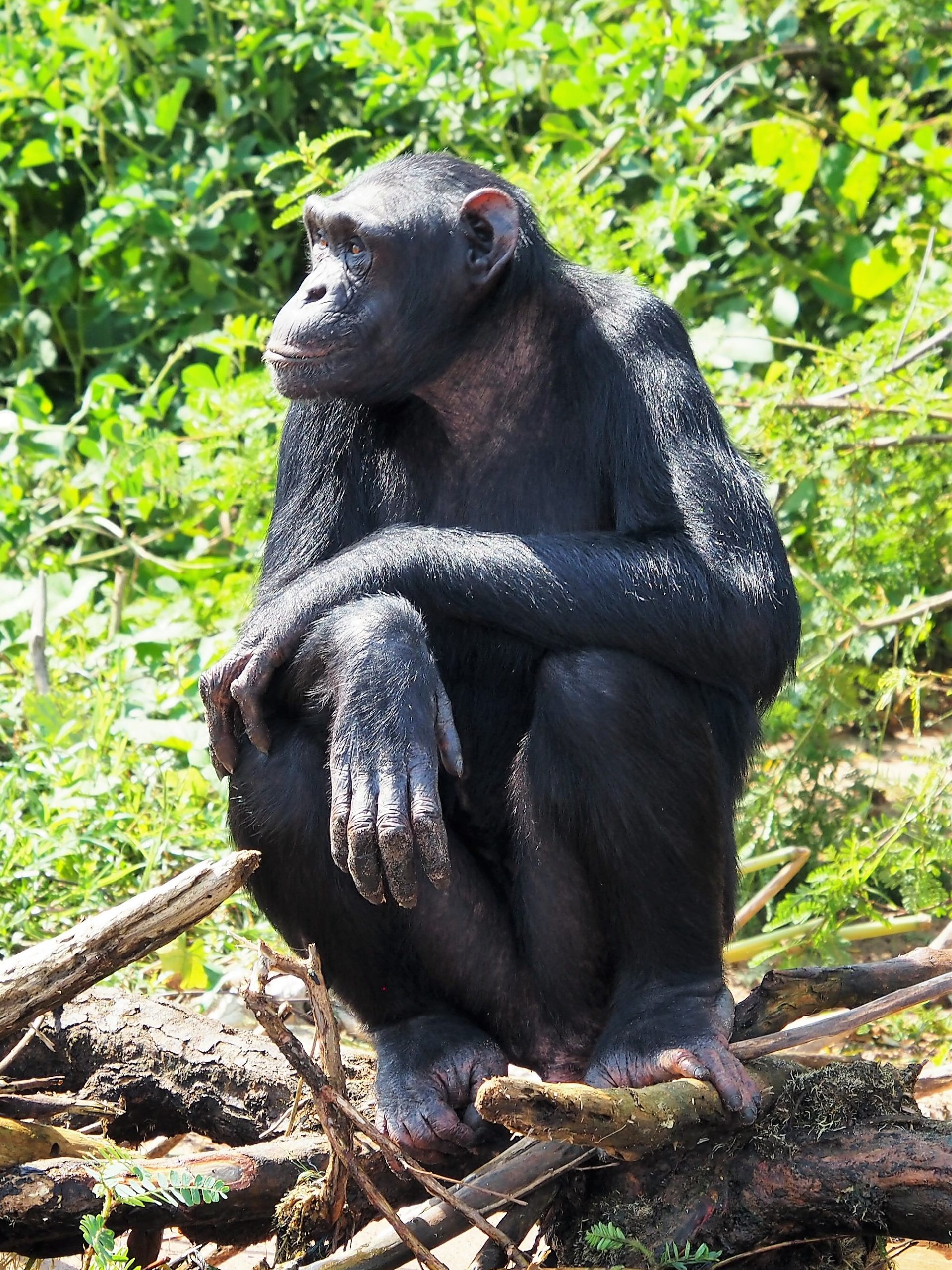 ngamba sanctuary contemplates vasectomy to manage chimpanzee population