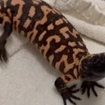 pet gila monster claims 34 year old mans life in colorado