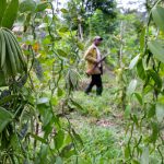 stricter measures implemented in kalungu to protect vanilla farmers