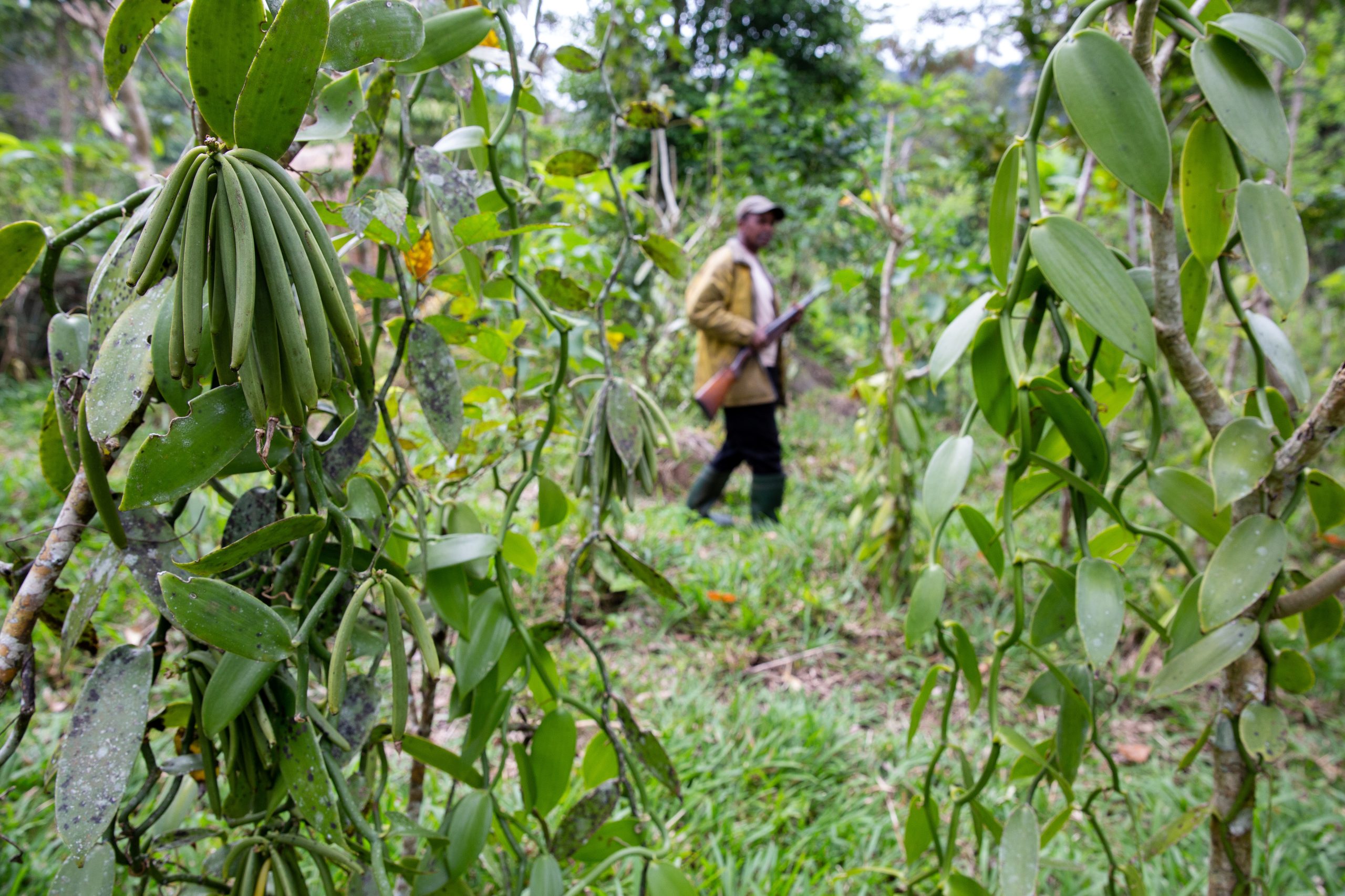stricter measures implemented in kalungu to protect vanilla farmers