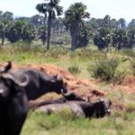 threat to kidepo wildlife invasive plants on the rise