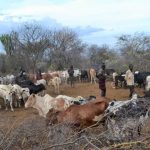 turkana warriors surrender illegal firearm receive cattle in reward