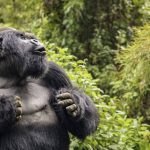 uganda to embrace digital solutions for gorilla tracking and wildlife conservation